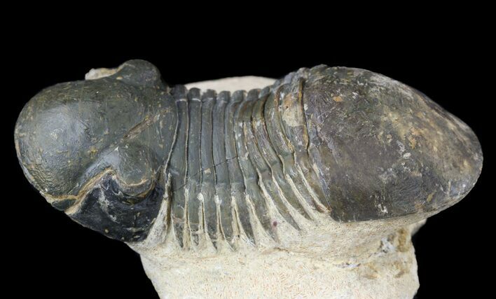 Bargain, Paralejurus Trilobite Fossil - Foum Zguid, Morocco #53530